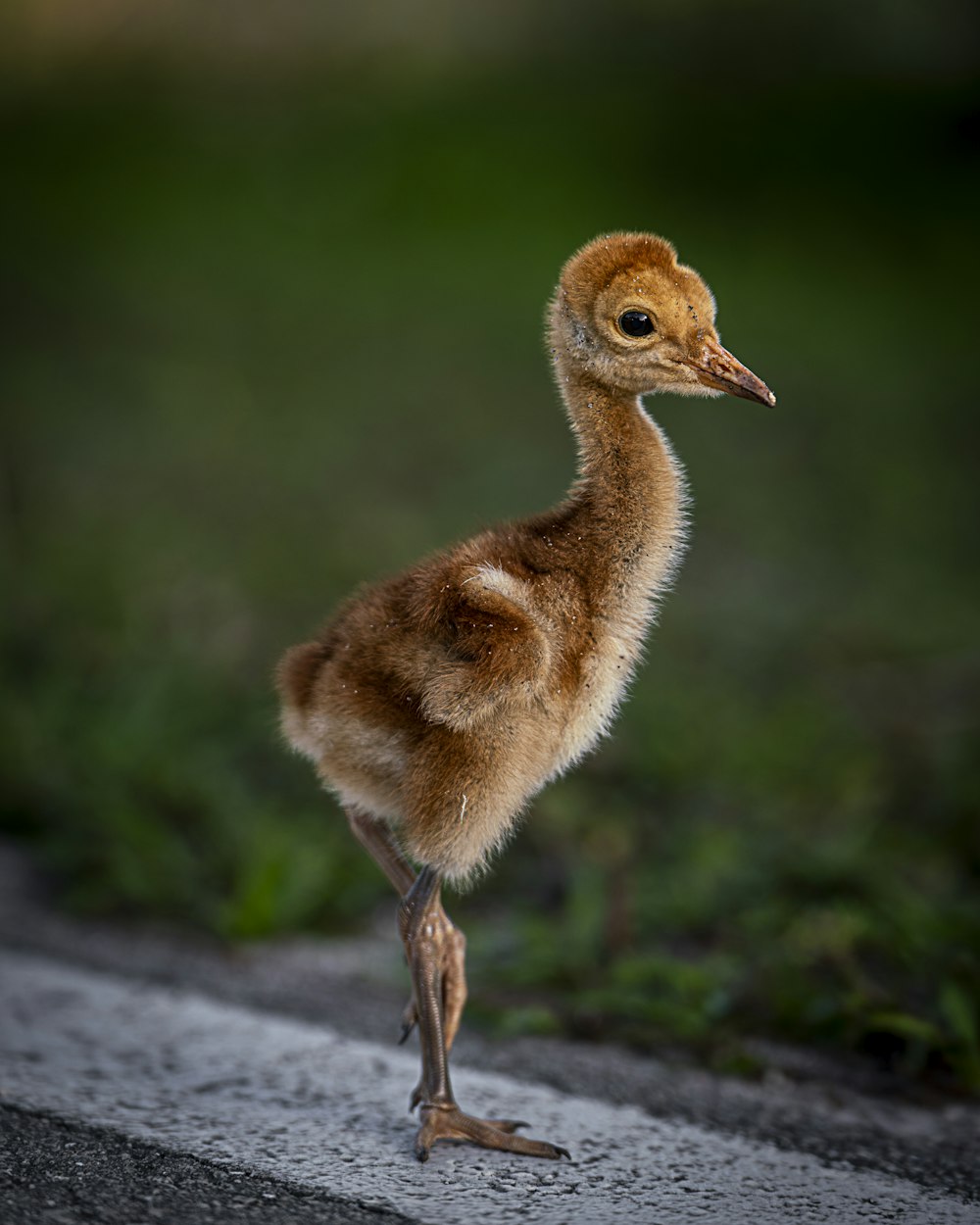 a small bird standing on the side of a road