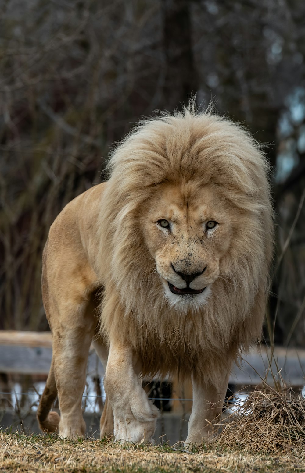 a large lion walking across a grass covered field