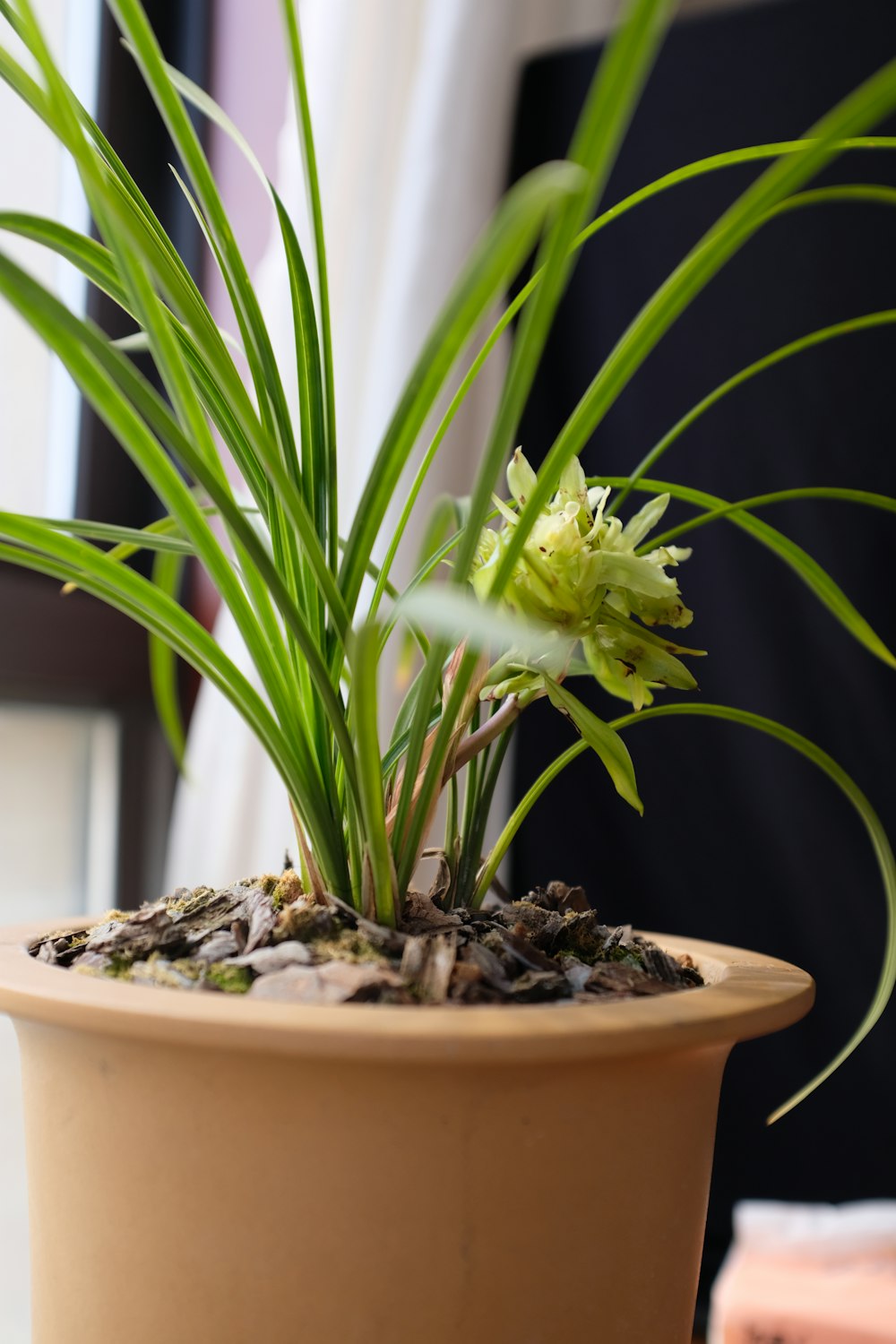 a potted plant sitting on a table next to a window