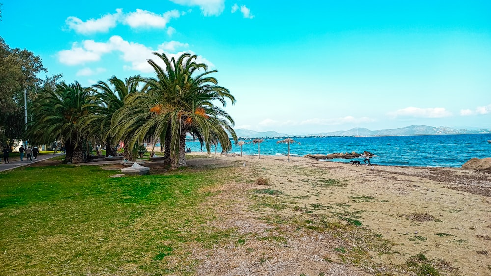 a beach with palm trees and a body of water