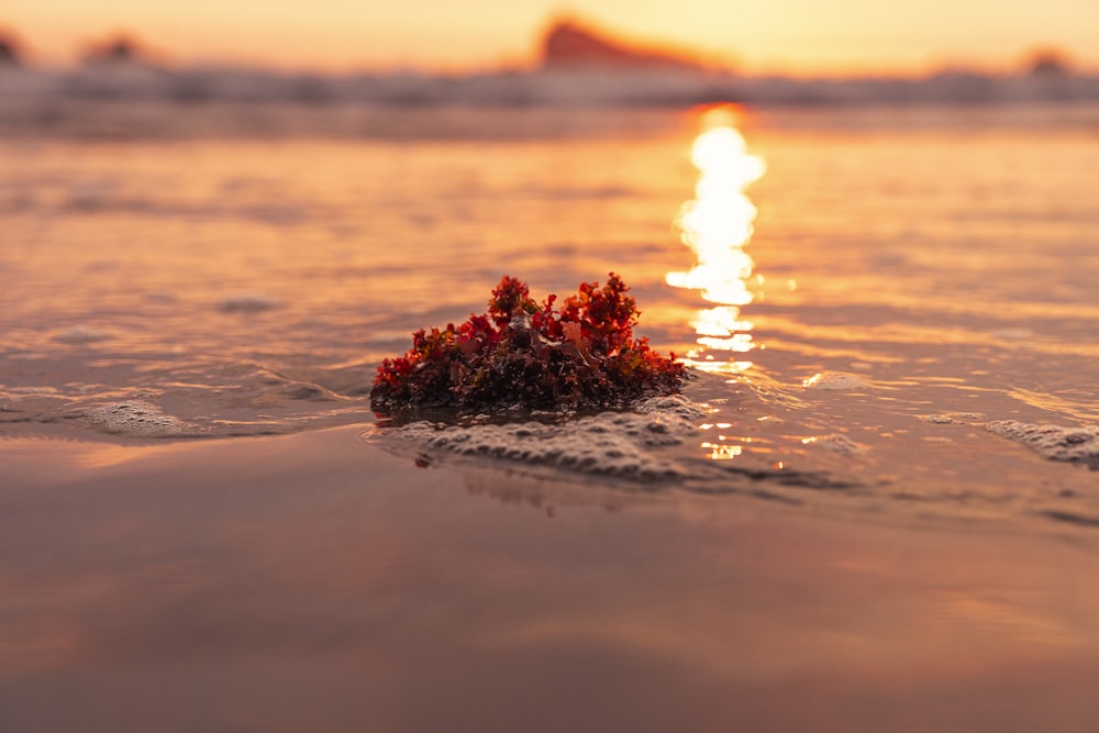 the sun is setting over the ocean with small plants in the water