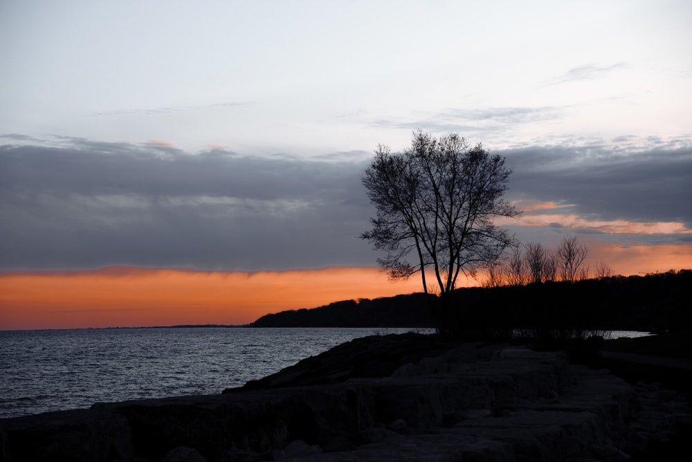 a lone tree is silhouetted against a sunset over the ocean