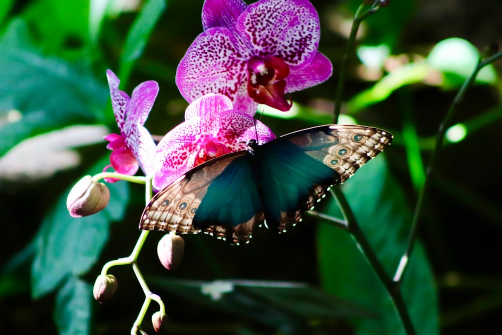 una farfalla seduta in cima a un fiore viola