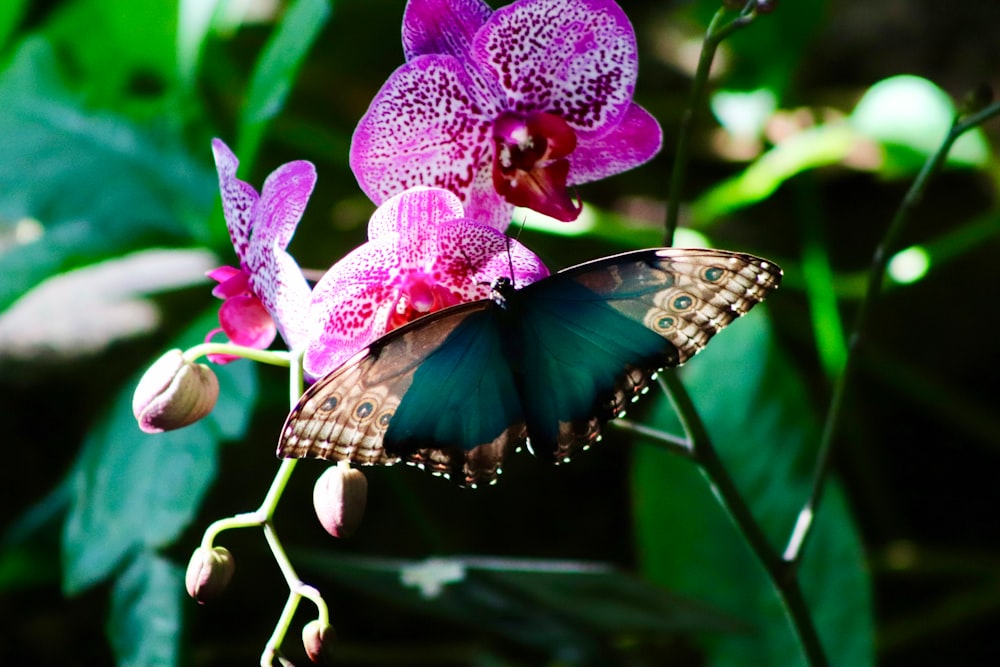 a butterfly sitting on top of a purple flower