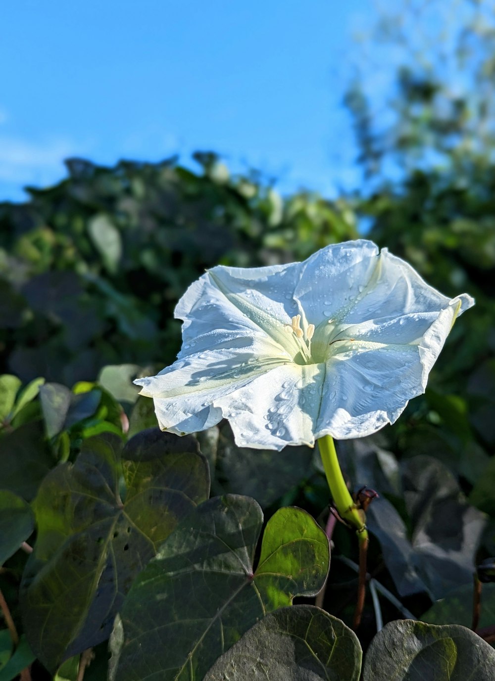 a large white flower sitting on top of a lush green field