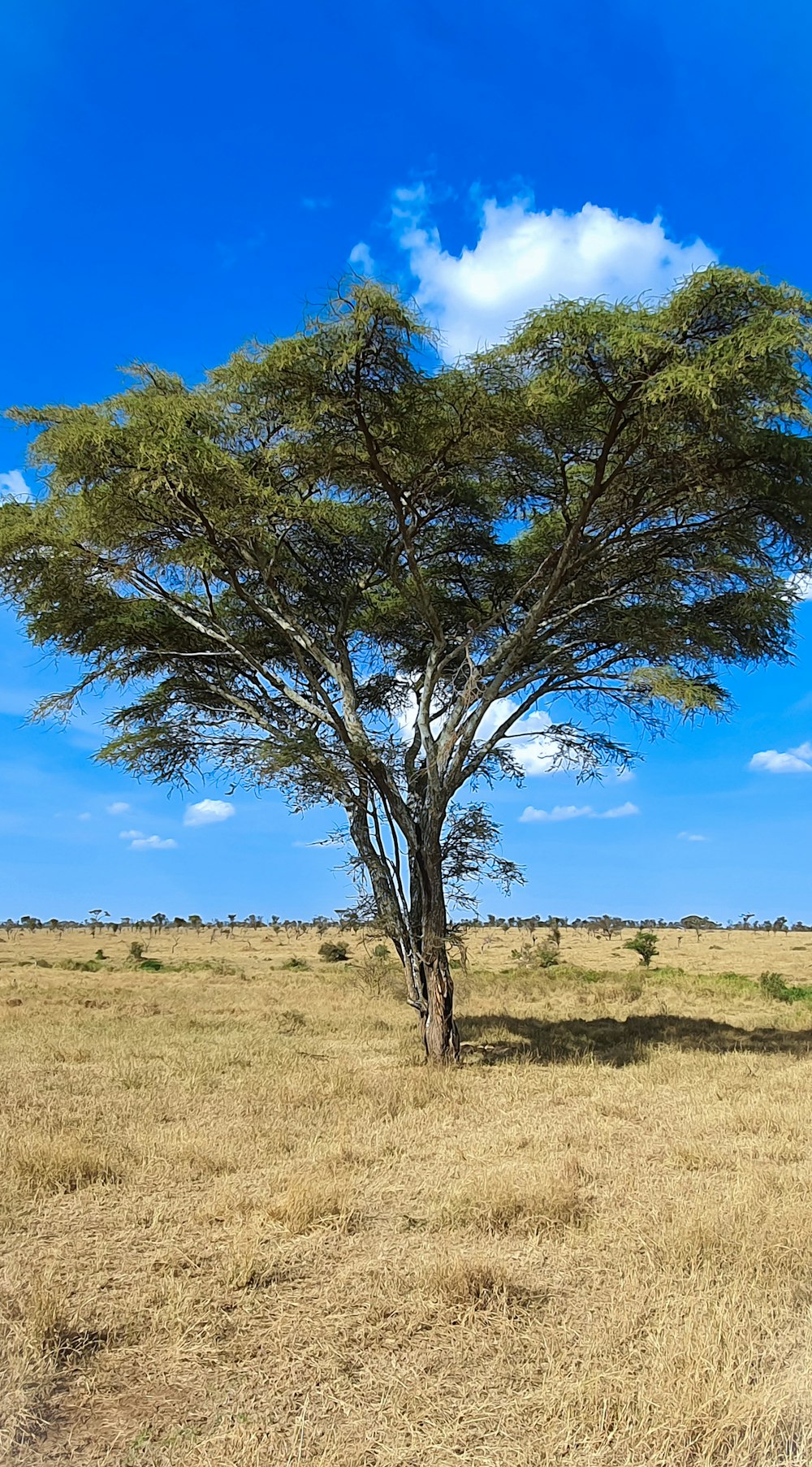 a lone giraffe standing under a tree in the middle of a field