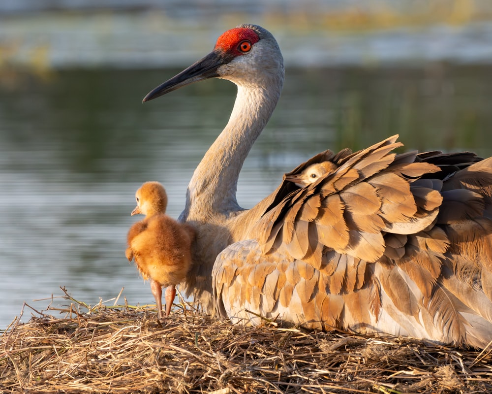 a large bird standing next to a baby bird on top of a pile of hay