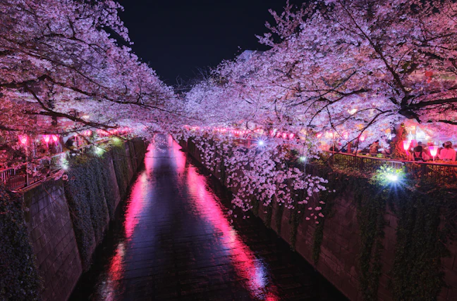 14-Day Japan & South Korea Luxury Rail Tour | April Spring