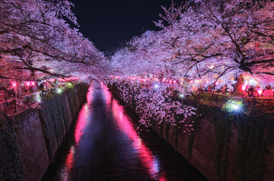 Cherry blossoms illuminated at night along the Meguro River with pink reflection in the water