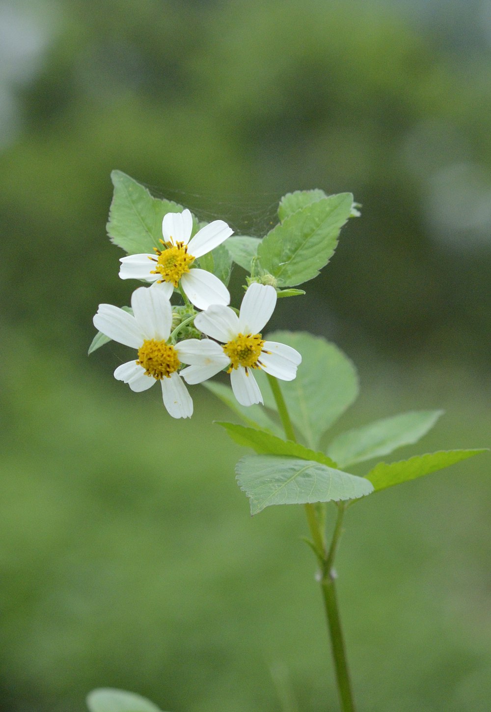 a close up of a flower with a blurry background