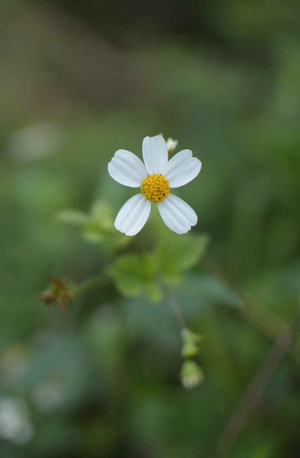 a small white flower with a yellow center