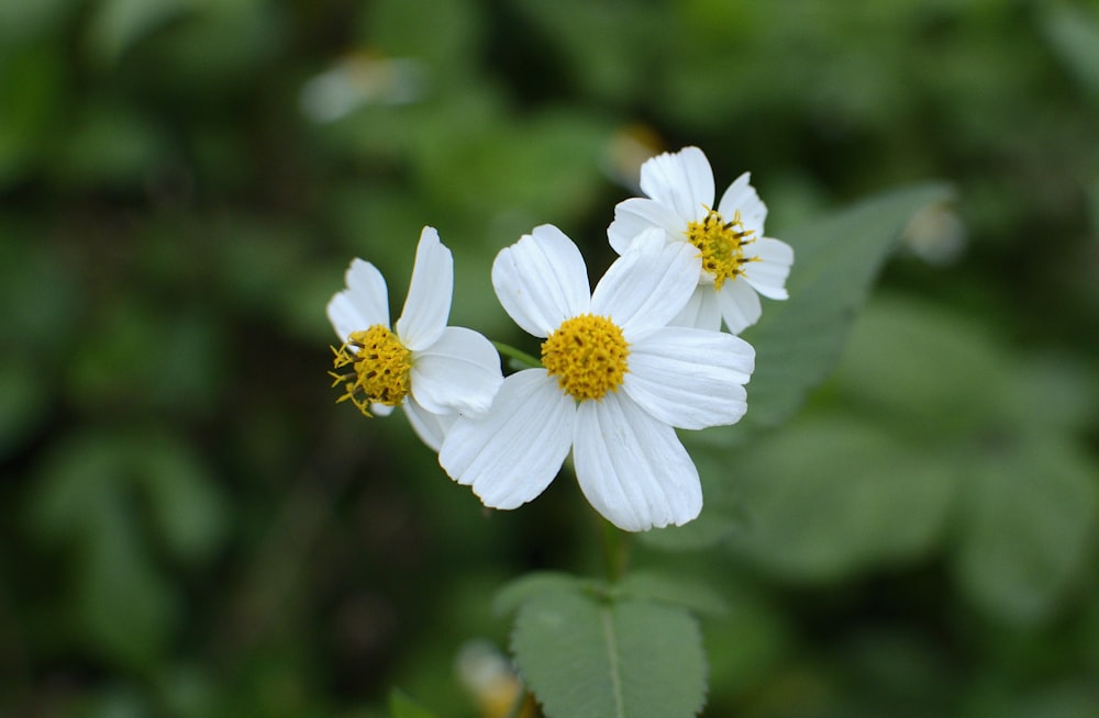 a couple of white flowers sitting on top of a lush green field