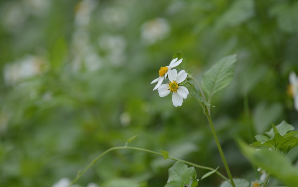 a small white flower with yellow center surrounded by green leaves