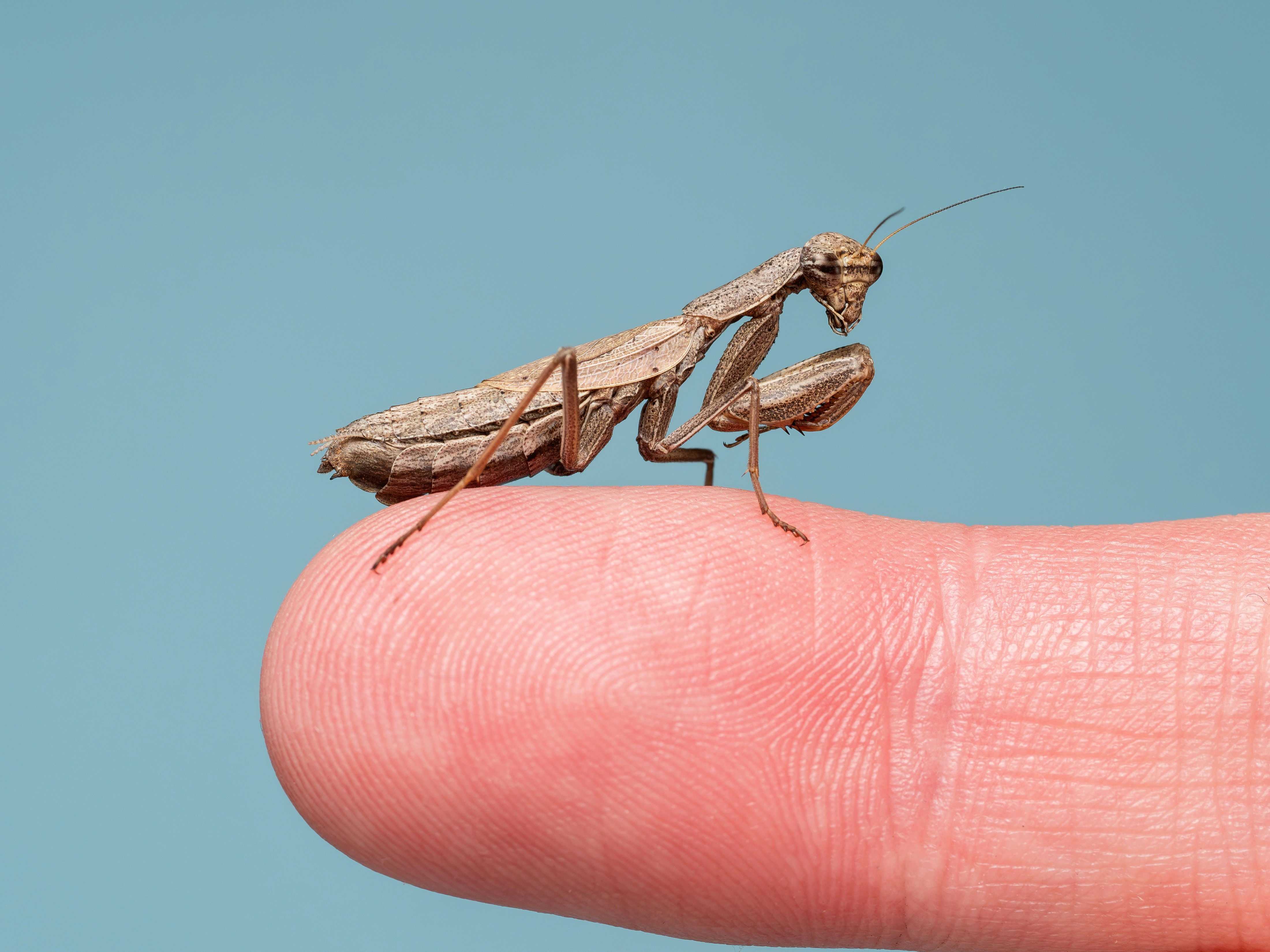 a close up of a person holding a small insect