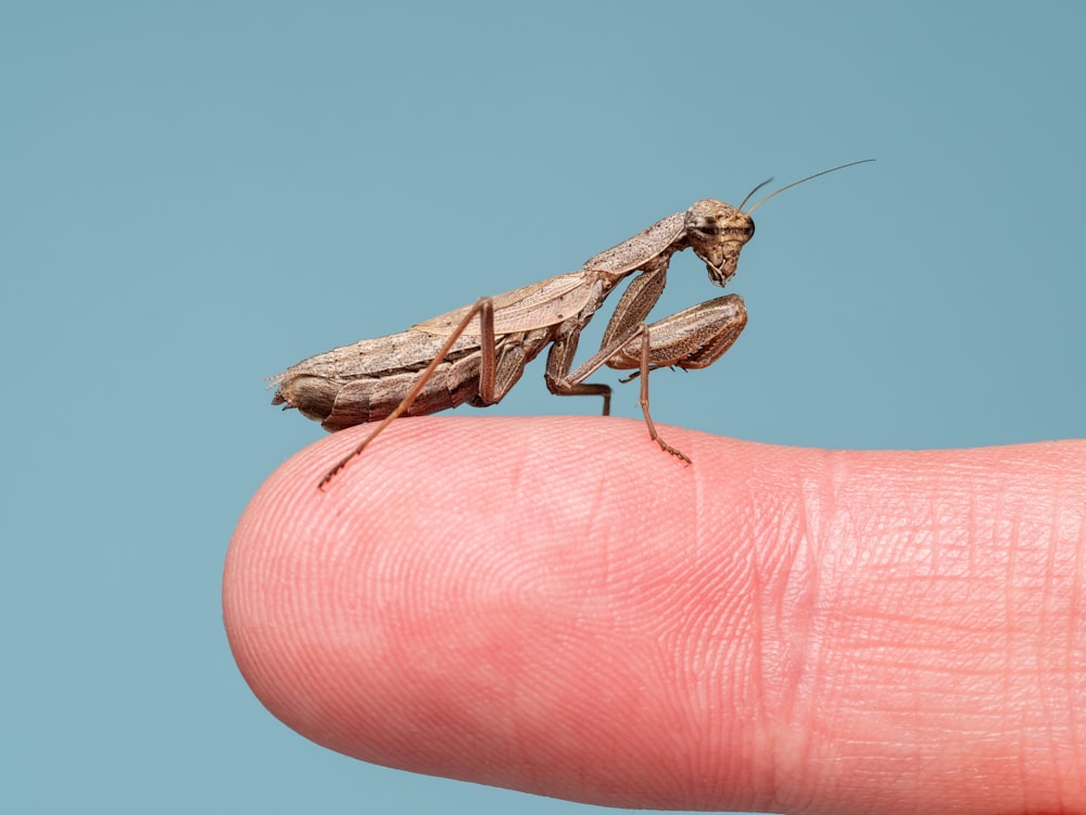 a close up of a person holding a small insect