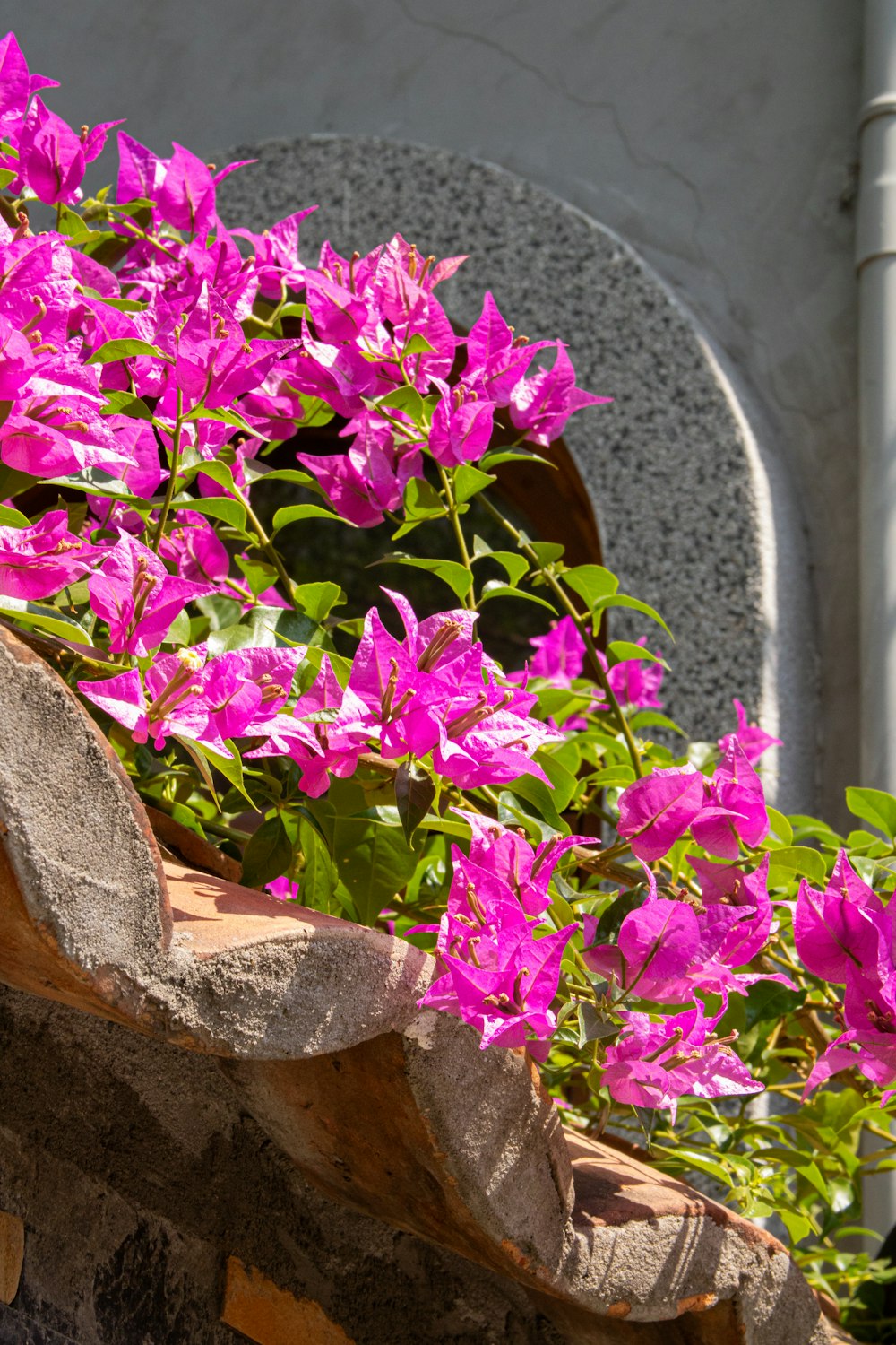 a bunch of pink flowers growing out of a window sill