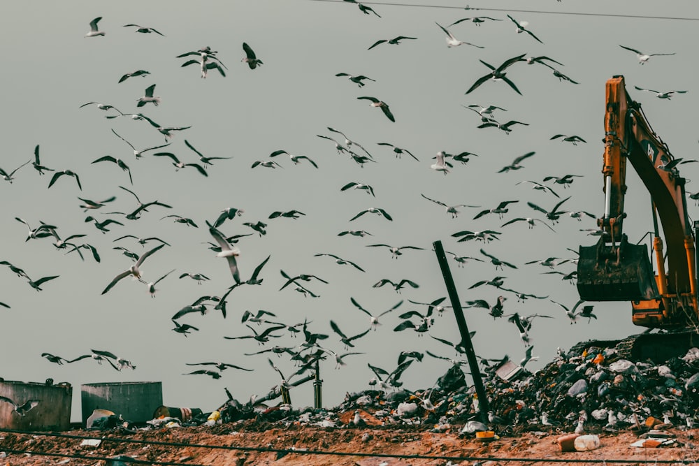 a large flock of birds flying over a pile of trash