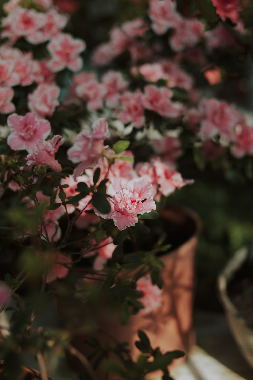 a close up of a potted plant with pink flowers