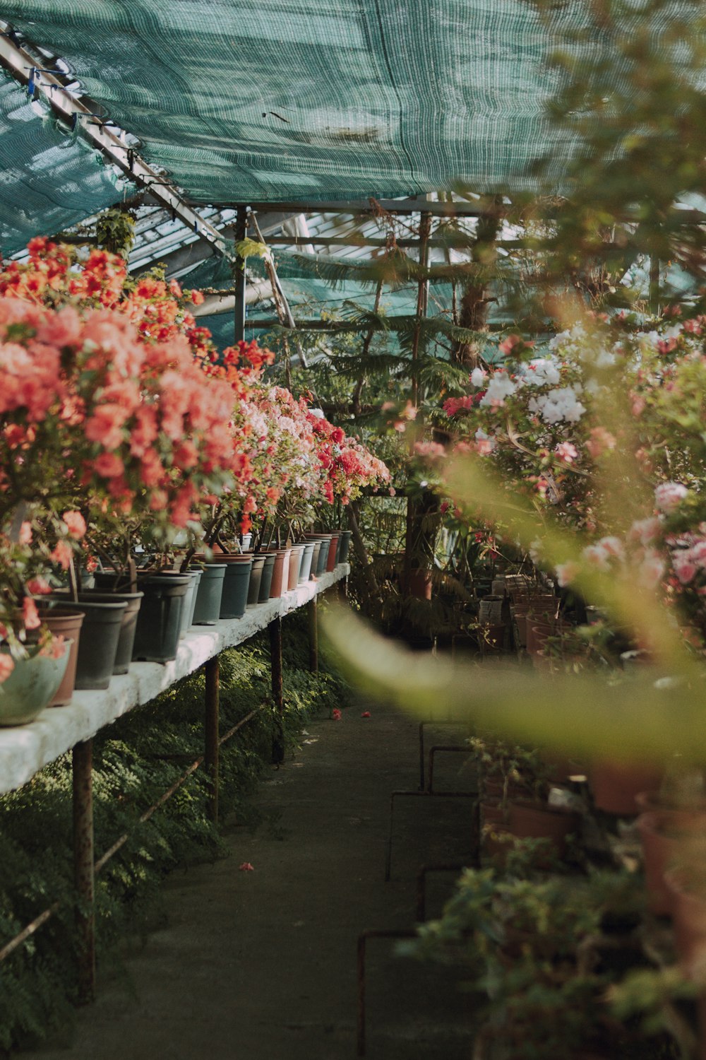 a greenhouse filled with lots of flowers and plants