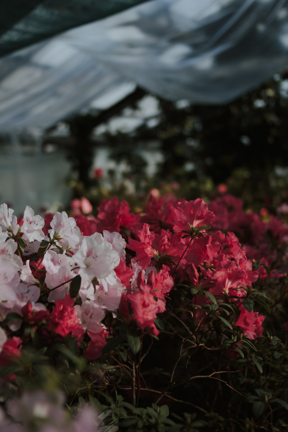 a bunch of pink and white flowers in a garden