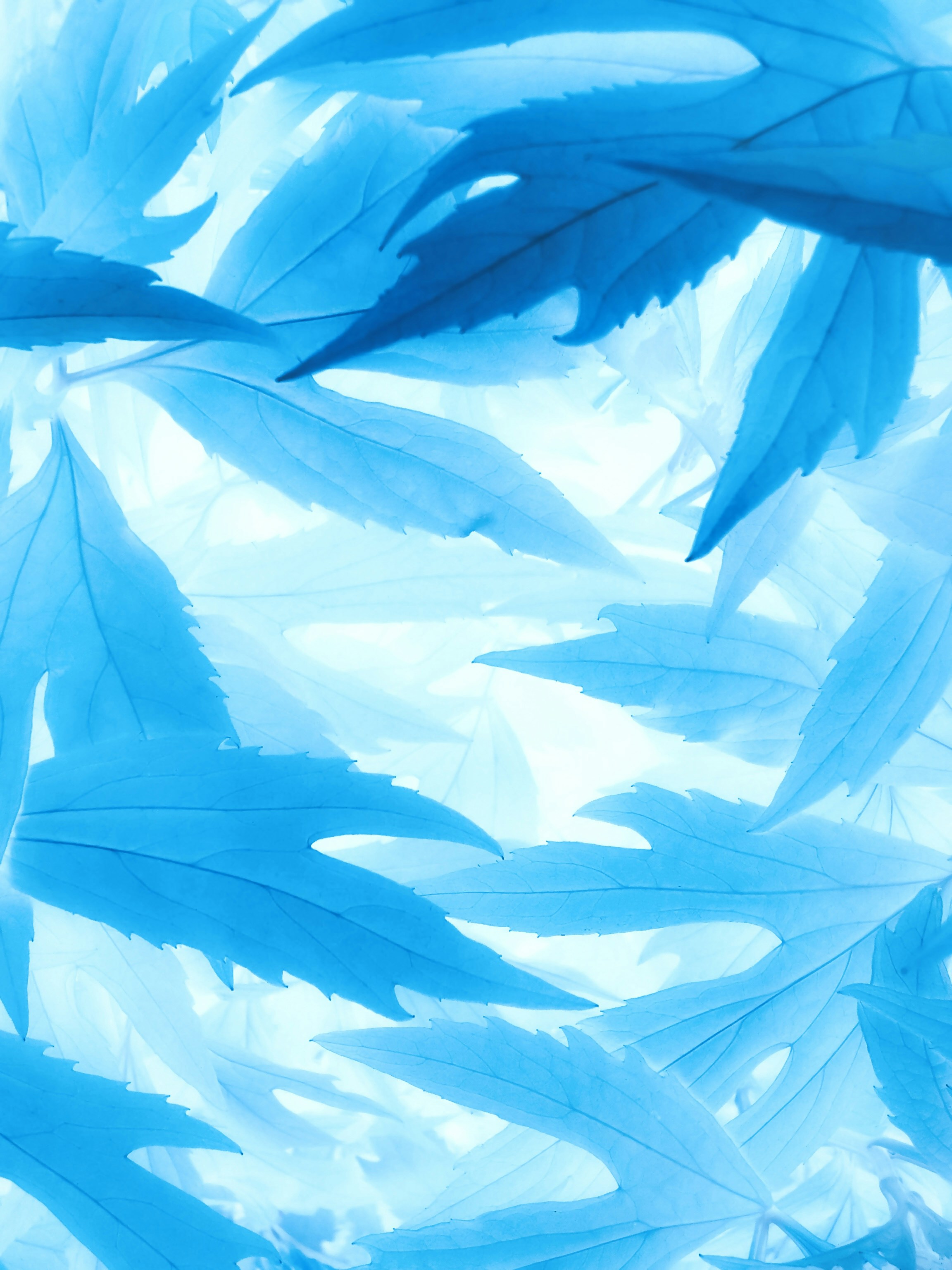 A close up of blue leaves on a white background photo – Free Blue Image ...