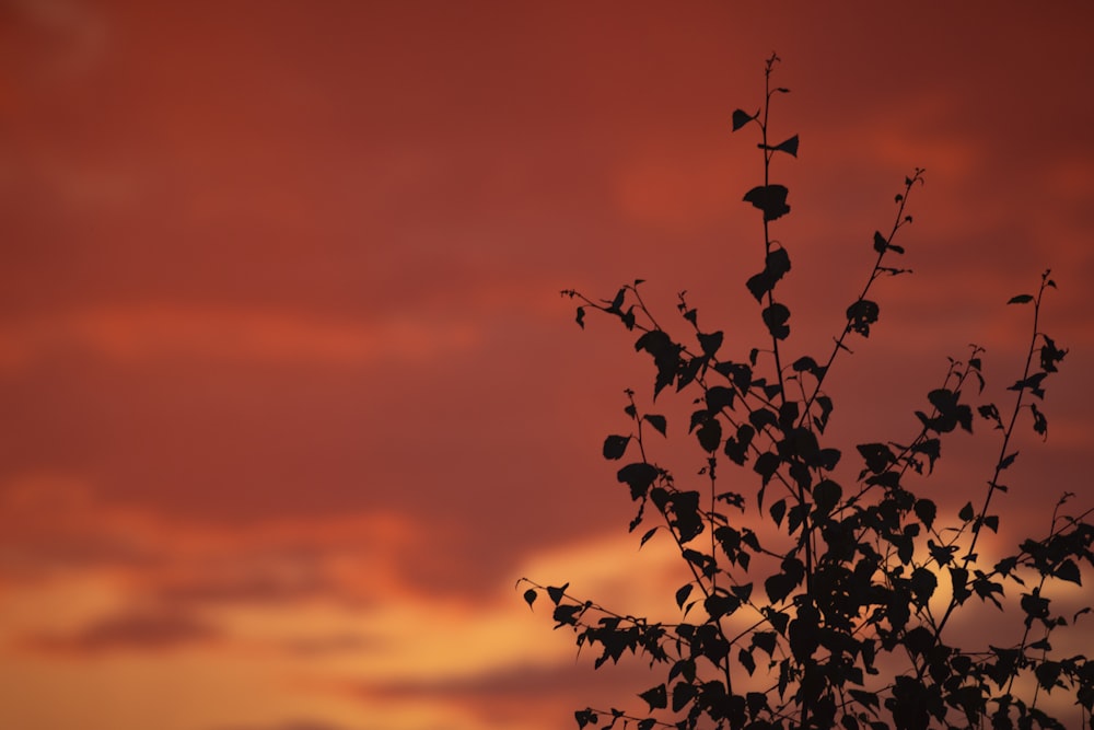 a silhouette of a tree against a red sky