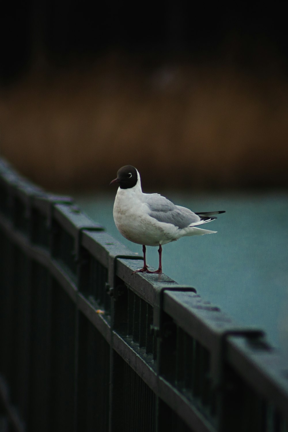 a seagull is standing on a metal rail