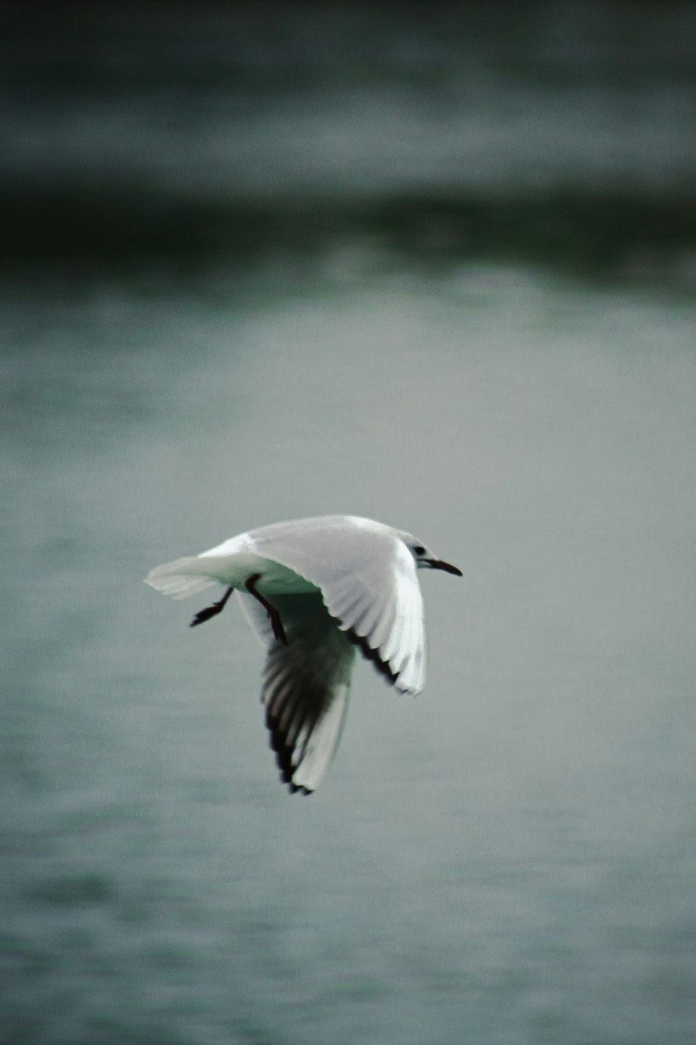 a bird flying over a body of water