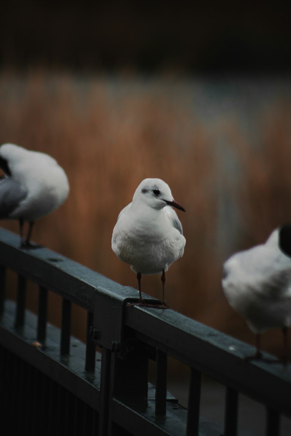 a group of birds sitting on top of a metal rail