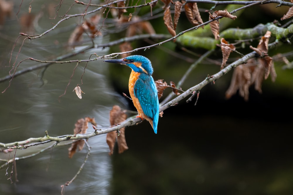 a blue and yellow bird perched on a tree branch