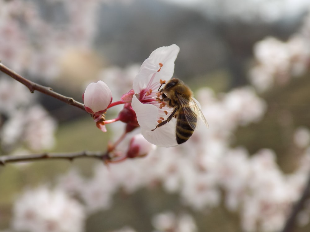 a bee sitting on a flower on a tree branch