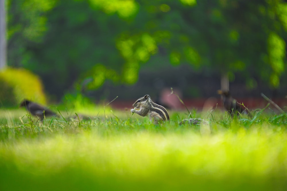 um esquilo em uma área gramada com árvores ao fundo