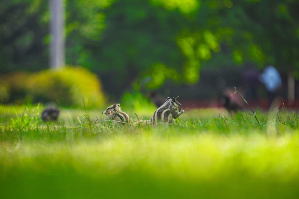 a couple of animals that are in the grass