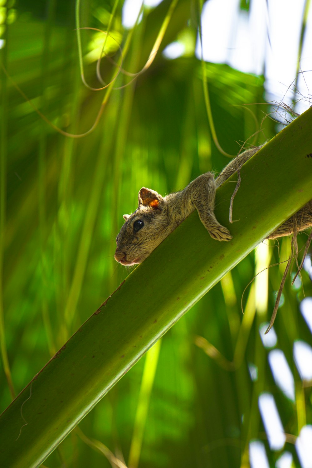 a small gerbil climbing up a leafy plant