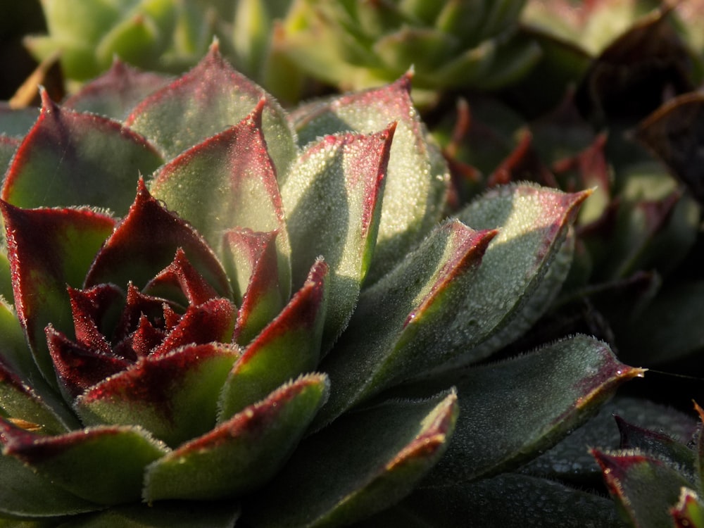 a close up of a green and red plant