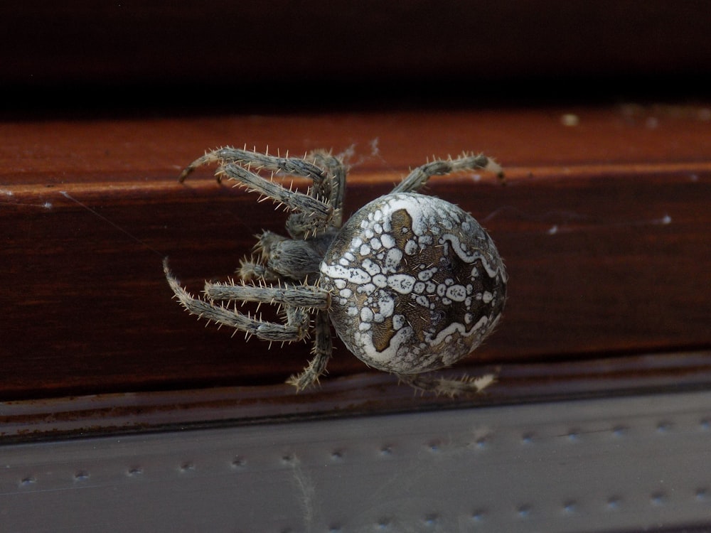 a close up of a spider on a wooden surface