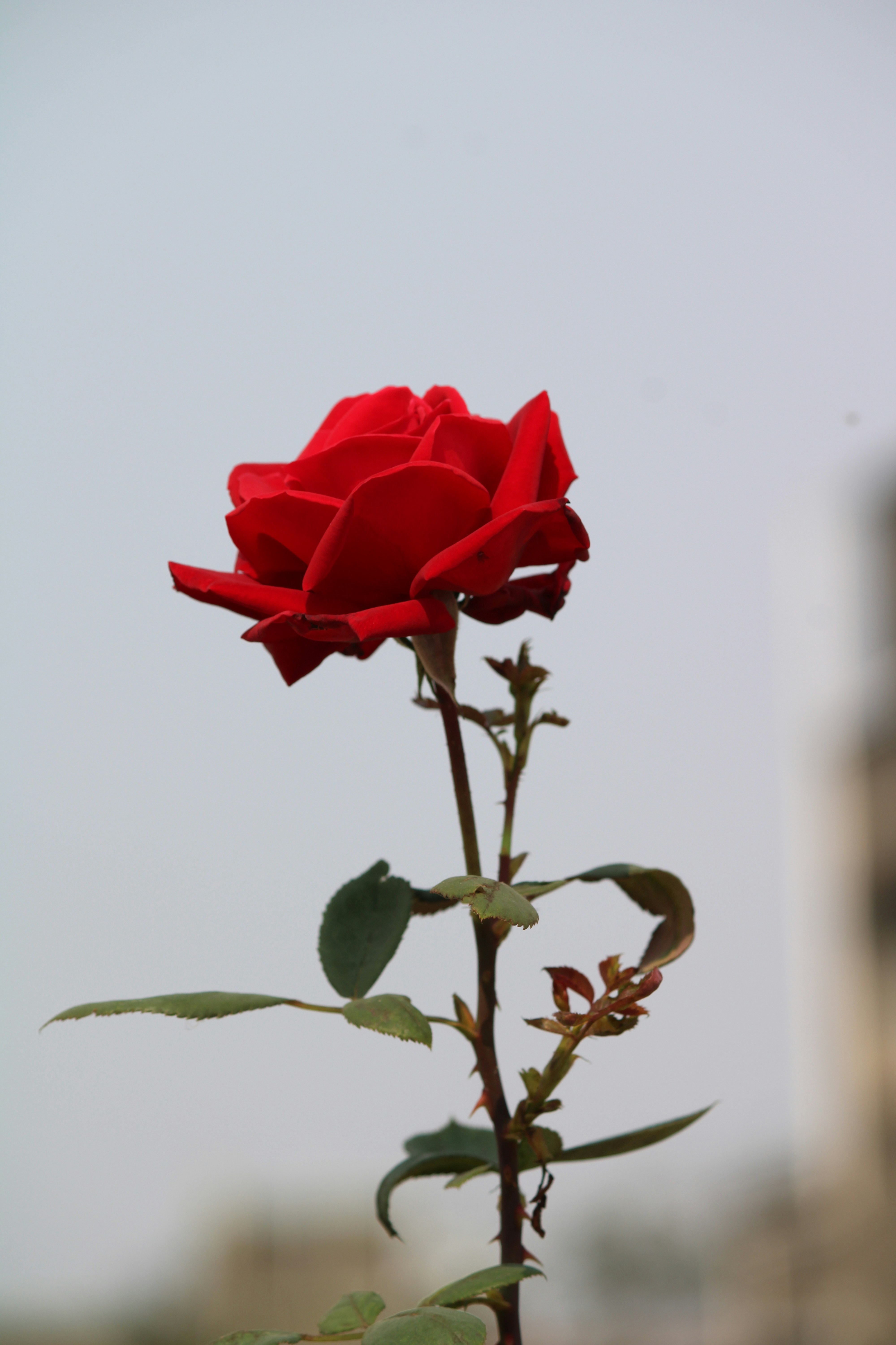 photo-1710231973162-07f7d303f808?ixid=M3wxMjA3fDB8MXxzZWFyY2h8Mnx8YmFyYW5hZ2FyJTIwZXNjb3J0JTIwYWdlbmN5fGVufDB8fHx8MTczNjYzOTc5NXww\u0026ixlib=rb-4.0.3