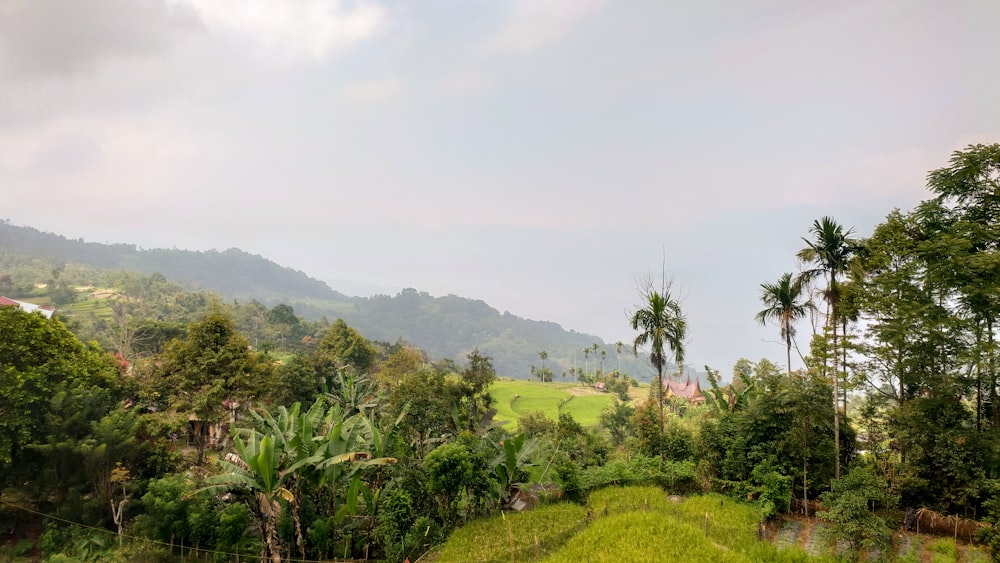 a lush green field with trees and mountains in the background