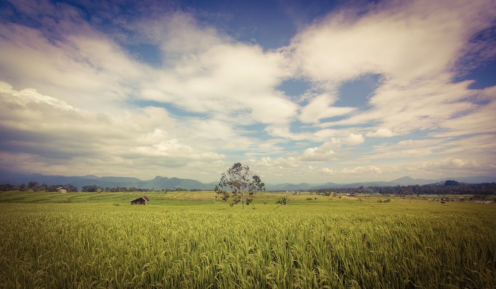 a green field with a lone tree in the distance