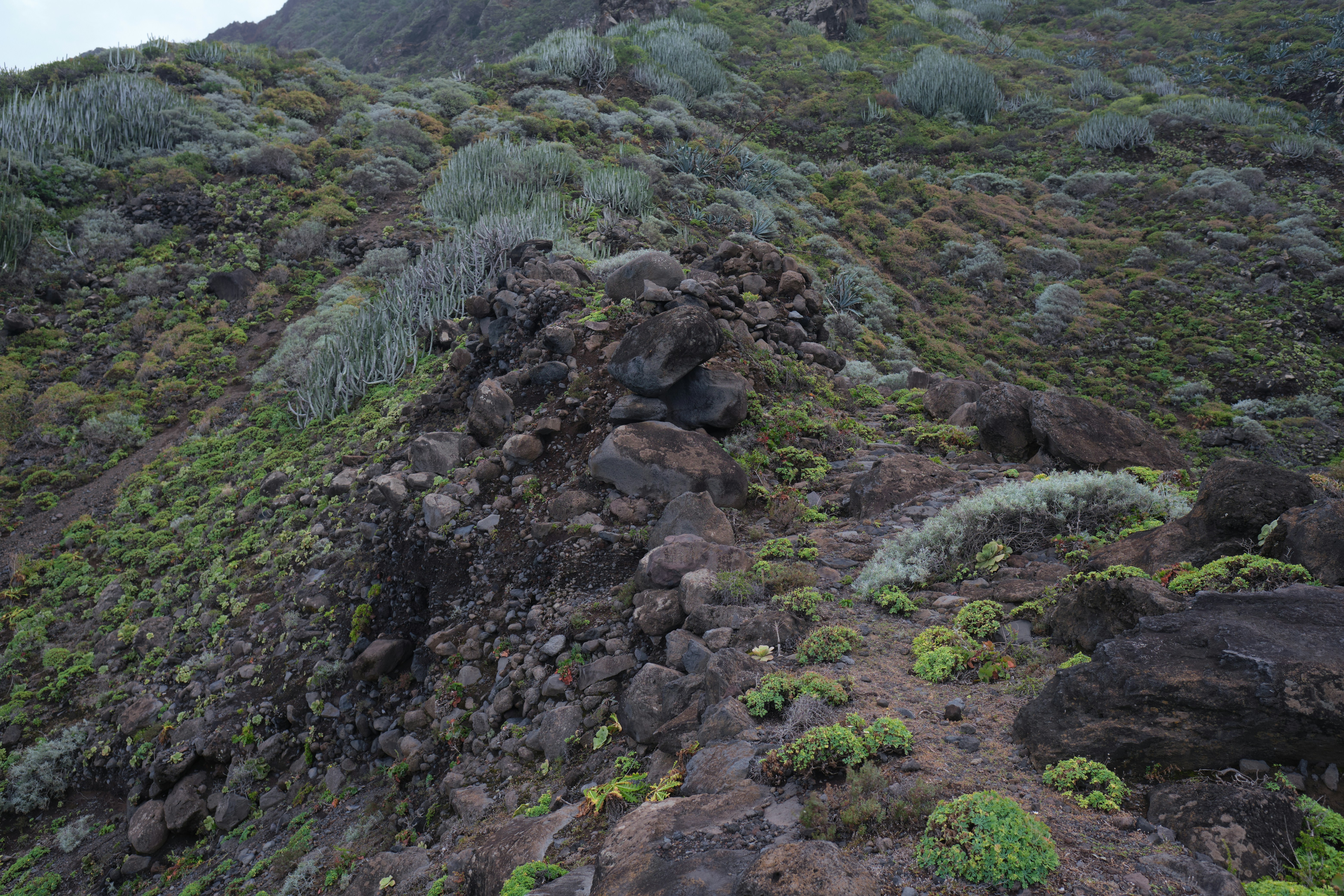a rocky hillside covered in lots of green plants