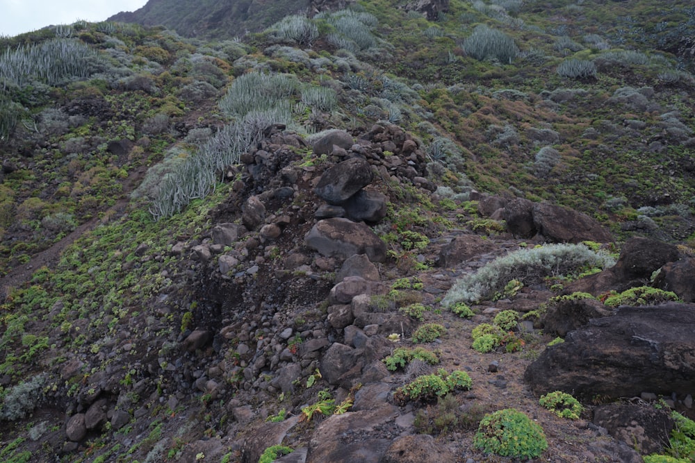 a rocky hillside covered in lots of green plants