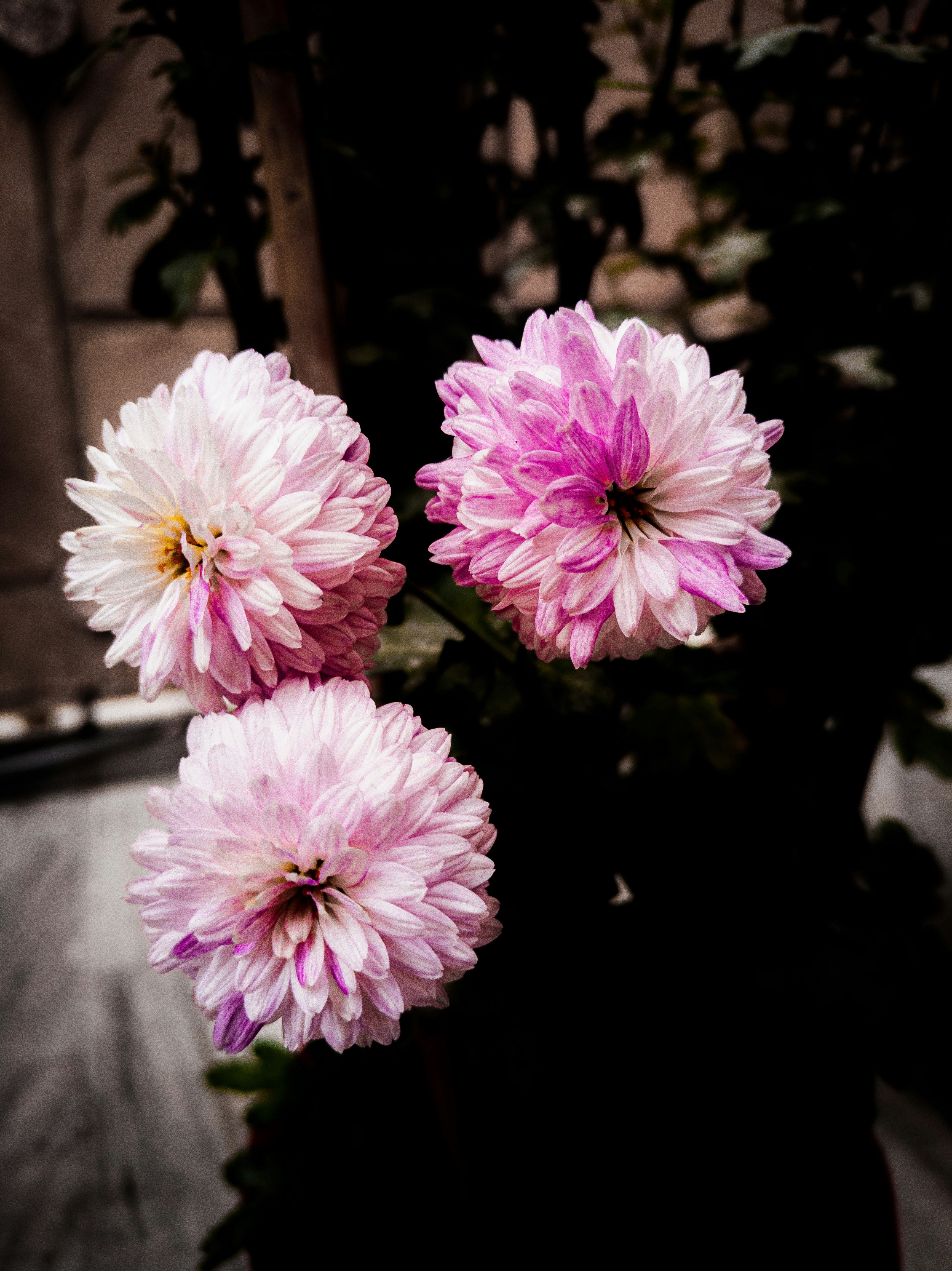 three pink flowers in a black vase on a table