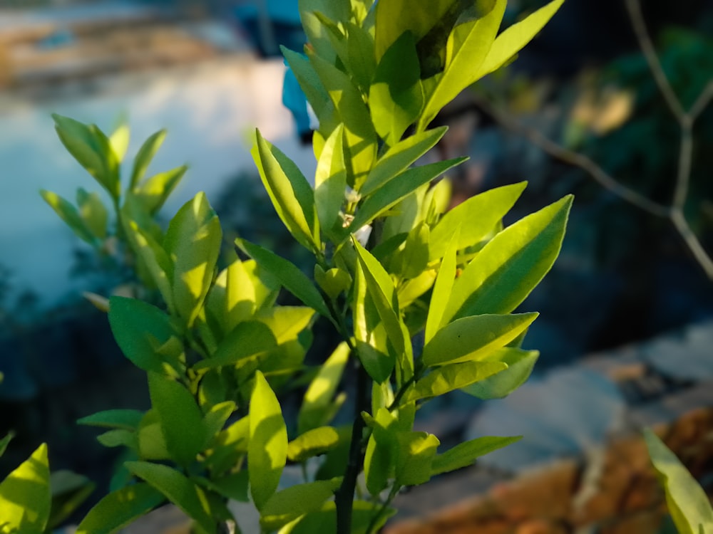 a close up of a green plant with water in the background