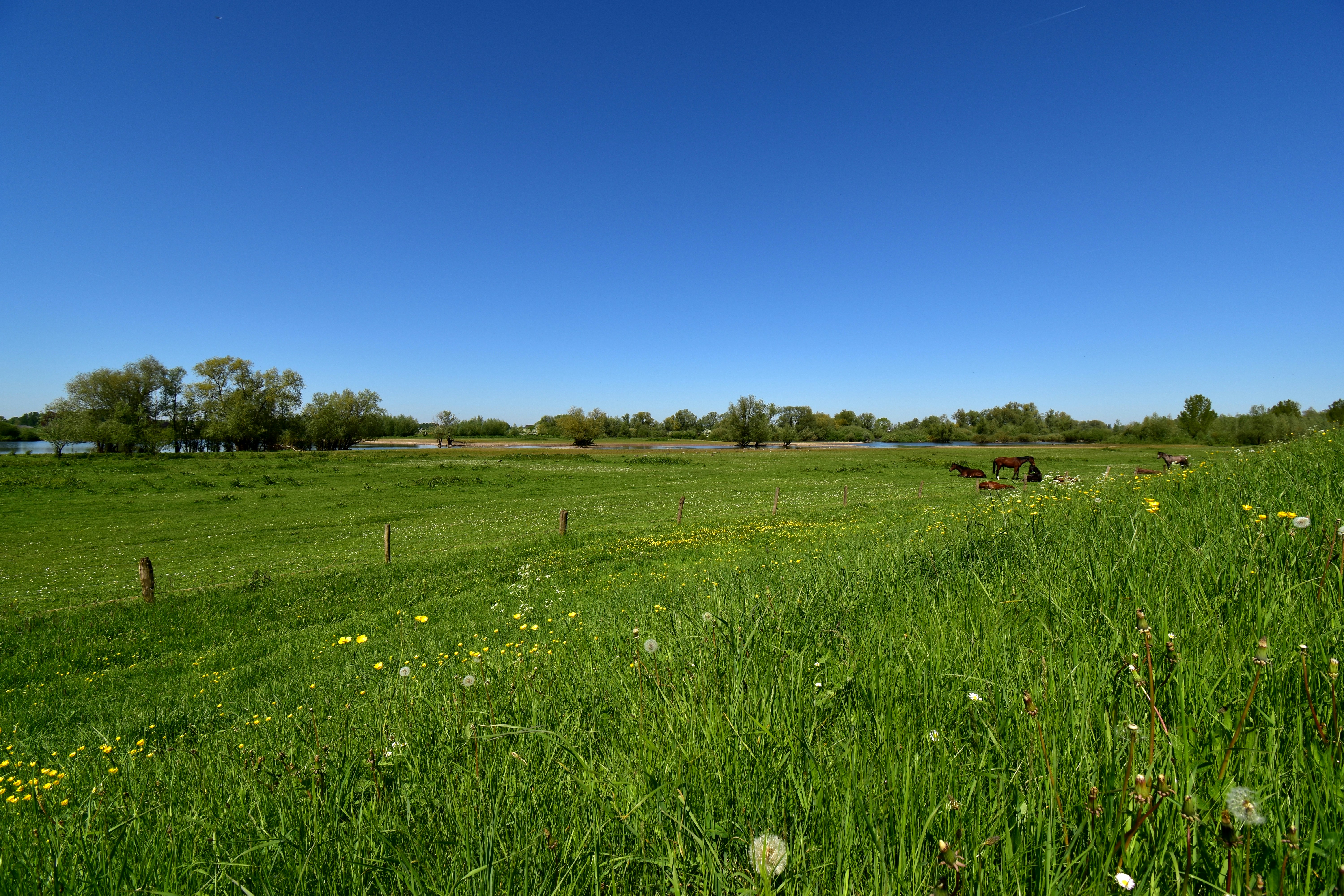 a grassy field with cows grazing in the distance