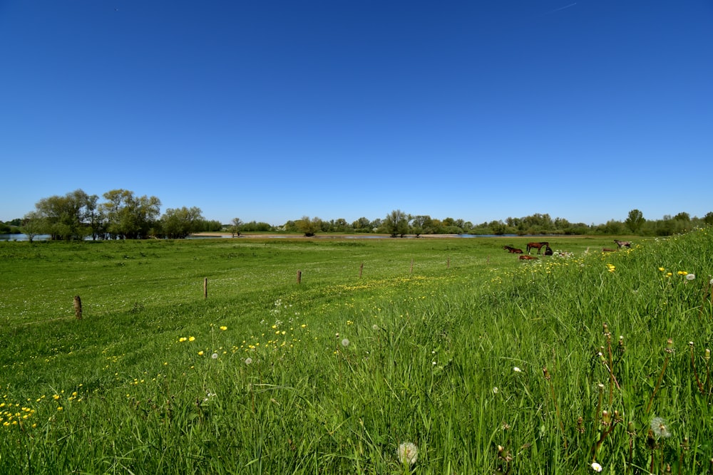 a grassy field with cows grazing in the distance