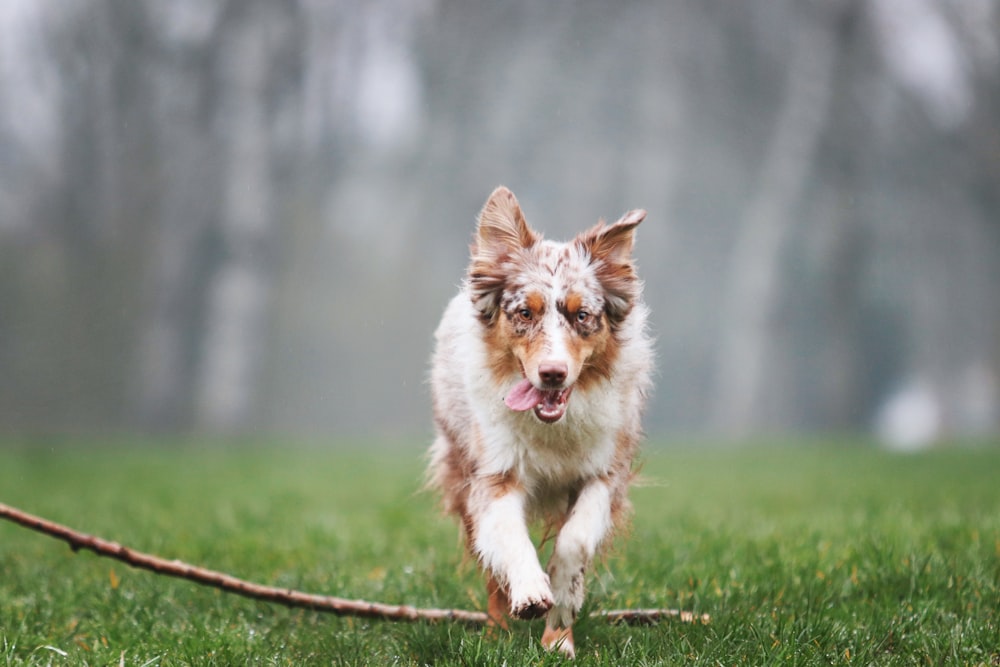 a brown and white dog running across a lush green field