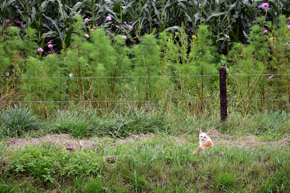 a cat sitting in the grass near a fence