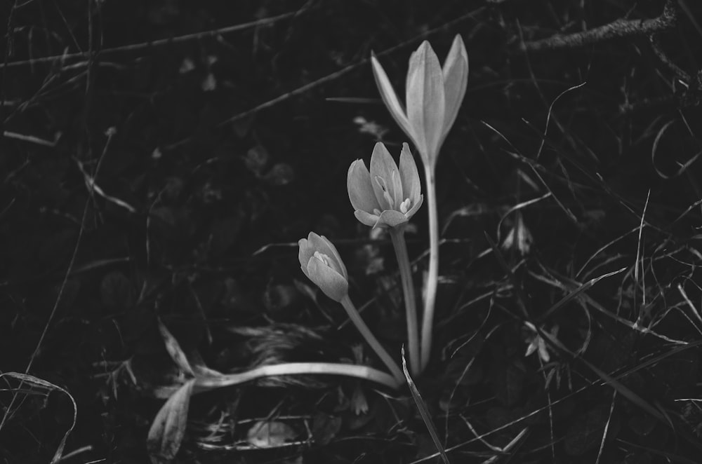 a couple of flowers that are in the grass