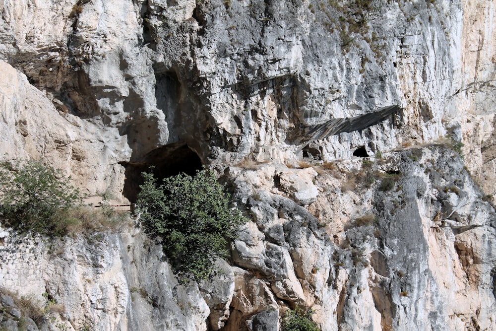 a cave in the side of a mountain with a tree growing out of it