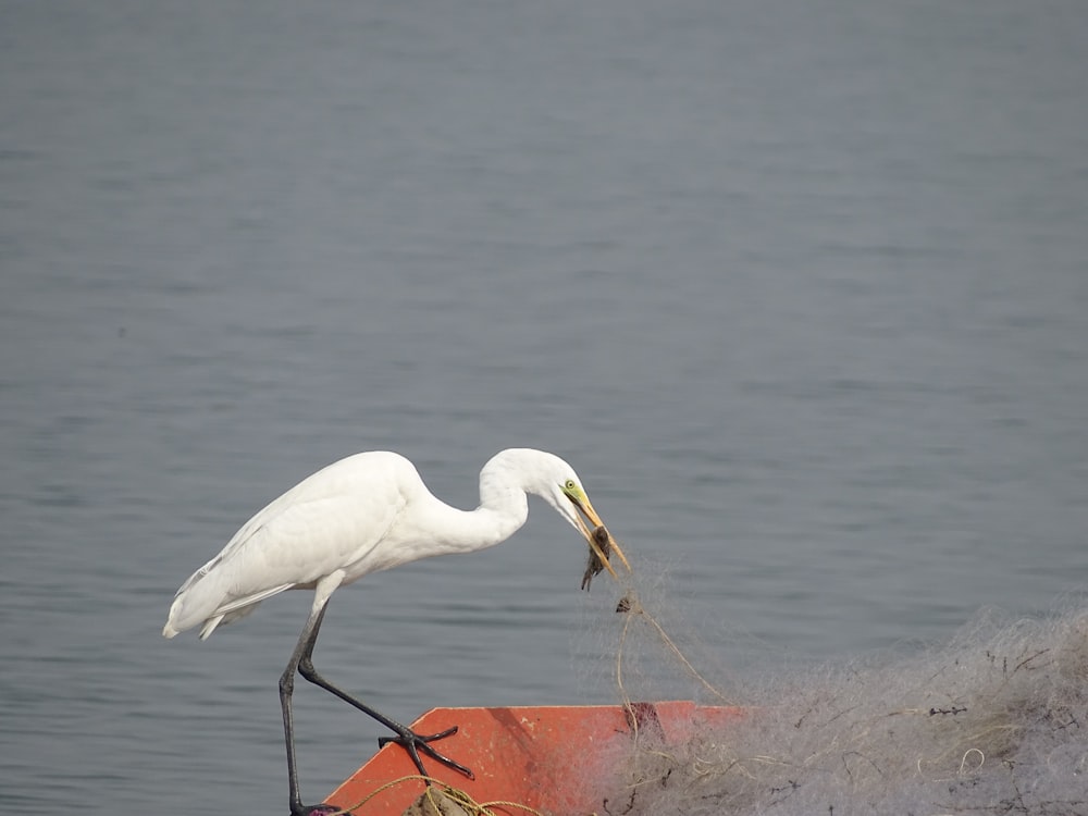 a large white bird standing on top of a boat